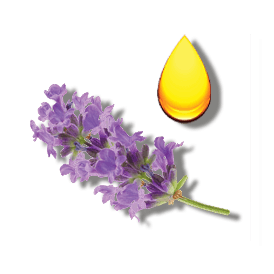 LAVENDER OIL LAVENDER OIL